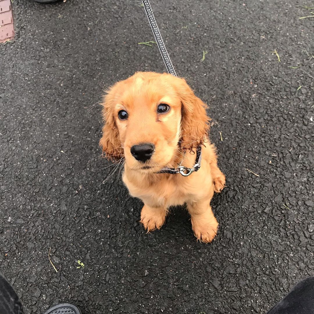 CHARLIE